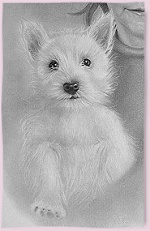 Bildausschnitt eines Hundeportraits