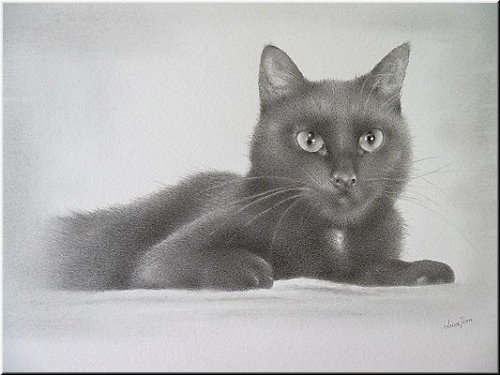 Portraitzeichnung einer schwarzen Katze